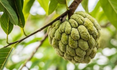 Cherimoya pflanzen und pflegen