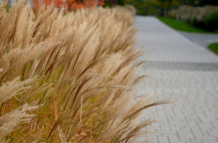 Chinaschilf als Hecke Welche Pflanze ist die richtige