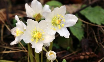 Christrose im Topf ziehen