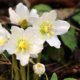Christrose im Topf ziehen