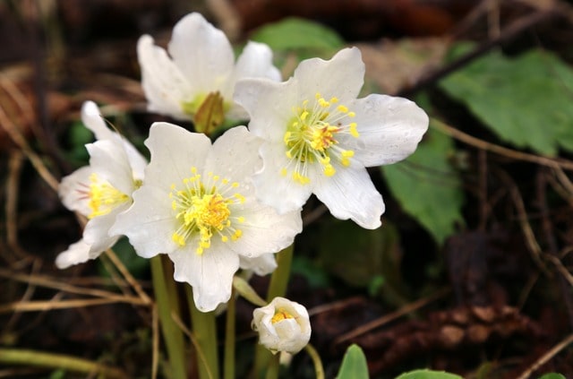 Christrose im Topf ziehen