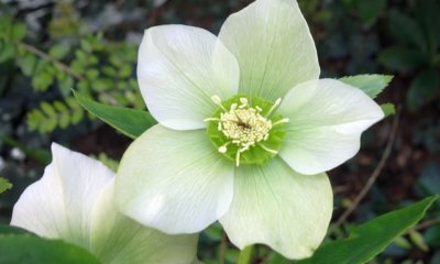 Christrose pflanzen und pflegen