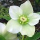 Christrose pflanzen und pflegen