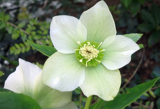 Christrose pflanzen und pflegen