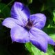 Clematis als Kletterpflanze - Tipps zur Pflege