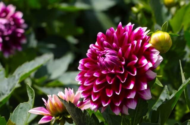 Dahlien richtig düngen