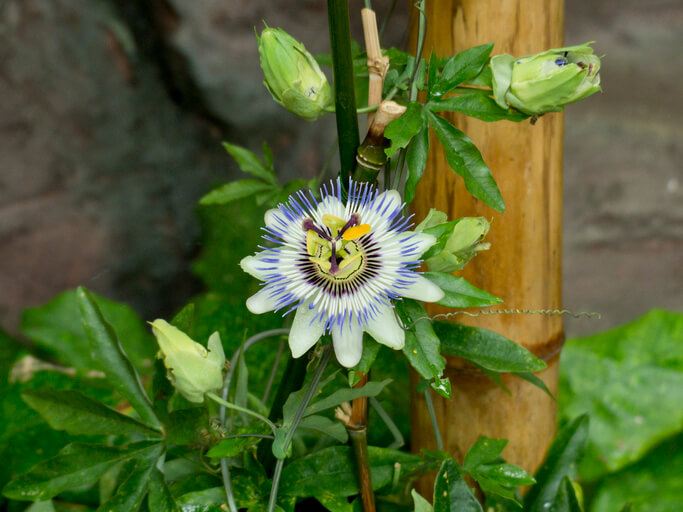Das Einpflanzen der Passionsblume