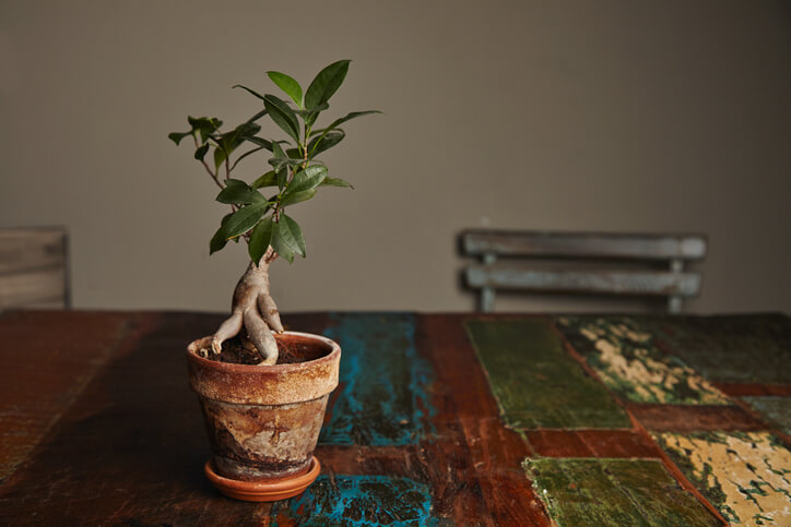 Das Umtopfen des Ficus Ginseng