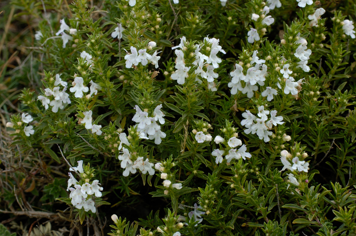 Das Winter-Bohnenkraut