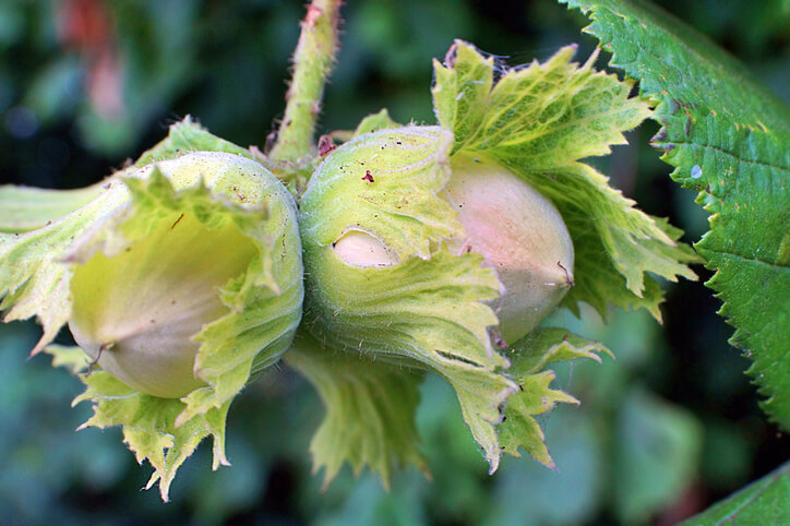 Das Wunder von Bollweiler
