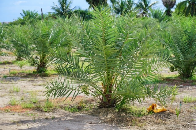 Dattelpalme umtopfen - welche Erde braucht die Pflanze