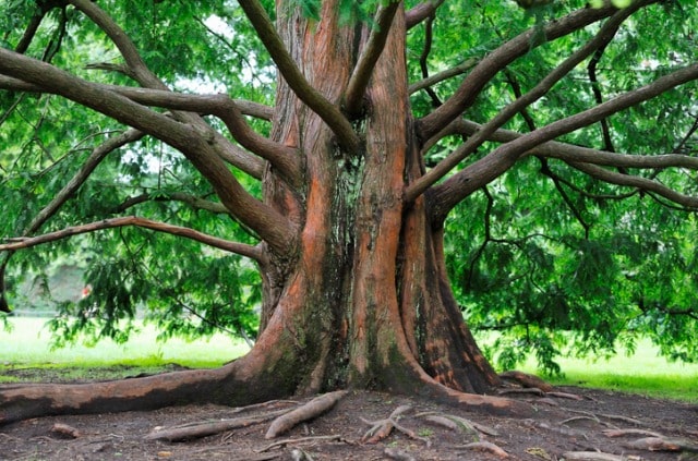 Der Mammutbaum und seine Wurzeln