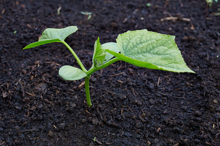 Der geeignete Standort für Gurken im Garten