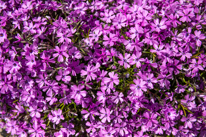 Der mehrjährige Teppichphlox