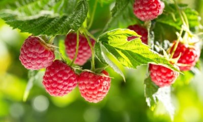 Der optimale Pflanzabstand für die Himbeeren