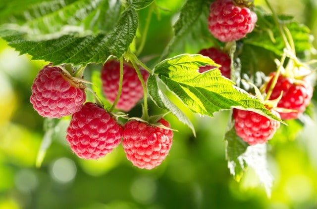 Der optimale Pflanzabstand für die Himbeeren