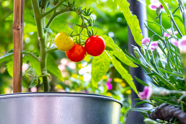 Der richtige Topf und das richtige Substrat