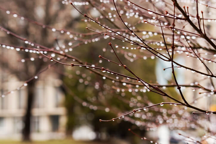 Der richtige Zeitpunkt für den Rückschnitt