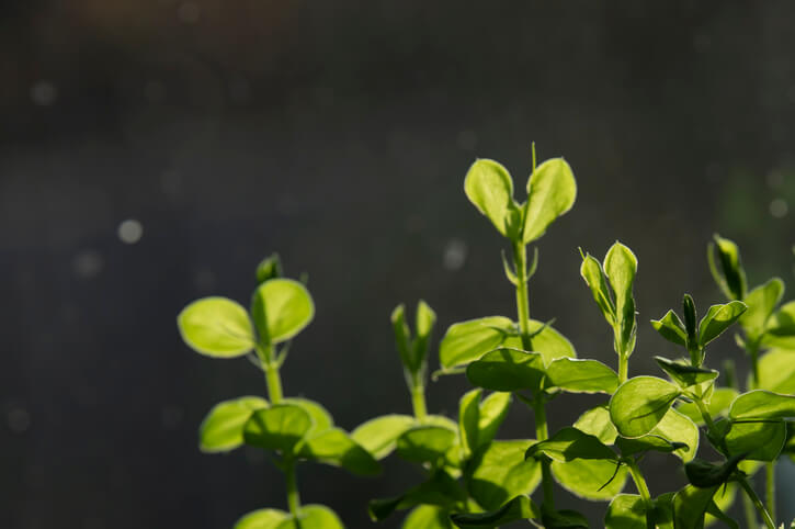 Der richtige Zeitpunkt für die Aussaat