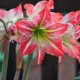 Die Amaryllis umtopfen - so gelingt's