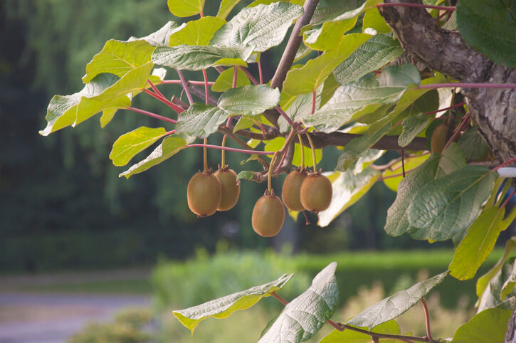 Die Auswahl der richtigen Kiwi-Pflanze
