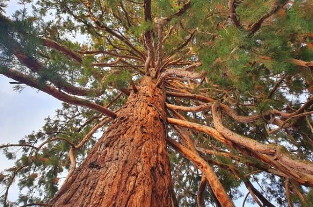 Die Blätter des Mammutbaums - alle Merkmale