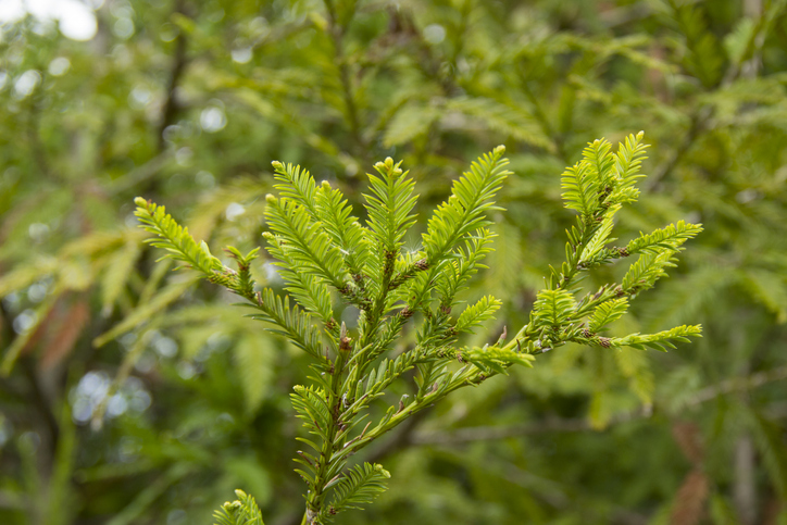 Die Blüten der Mammutbäume