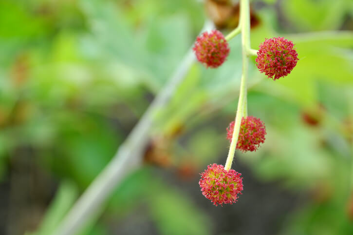 Die Blüten der Platane