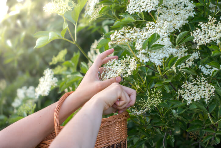Die Blüten werden im Frühsommer geerntet