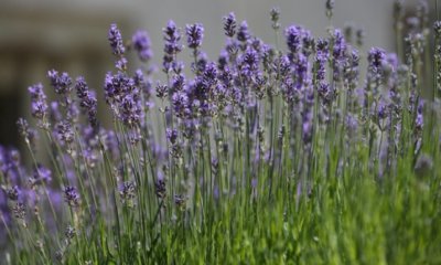 Die Blütezeit von Lavendel in Deutschland