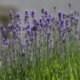 Die Blütezeit von Lavendel in Deutschland