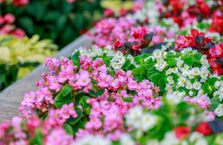 Die Eisbegonie pflanzen