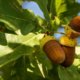 Die Frucht der Eiche