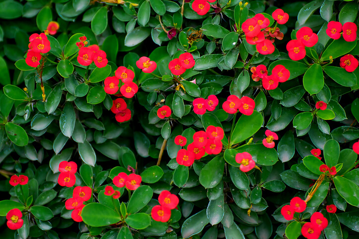 Die Gestalt der Pflanzen