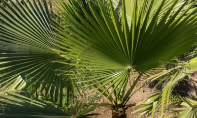 Die Hanfpalme bekommt braune Blattspitzen - was tun