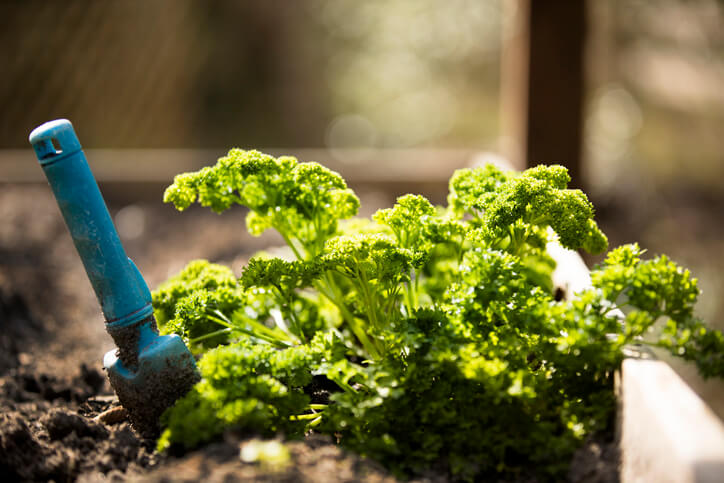 Die Petersilie im Mischbeet - keine einfache Partnerin