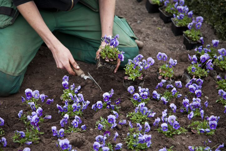 Die Pflanzzeit beeinflusst die Blütezeit