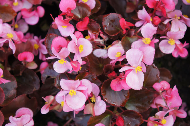 Die Pflege - Gießen und Düngen