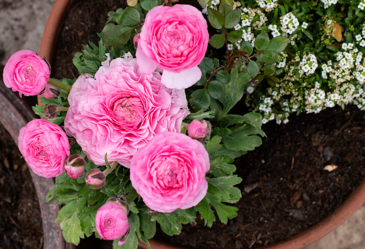 Die Pflege der Ranunkeln auf dem Balkon