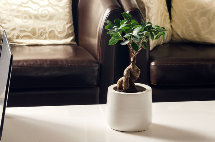 Die Pflege des Ficus Ginseng