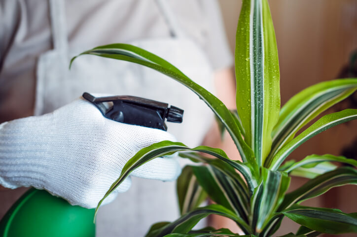 Die Pflege und das Beschneiden eines Drachenbaums