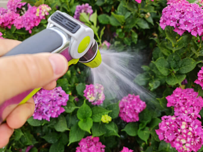 Die Pflege von Hortensien