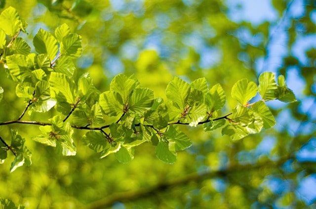 Die Rotbuche im Winter - Pflegetipps