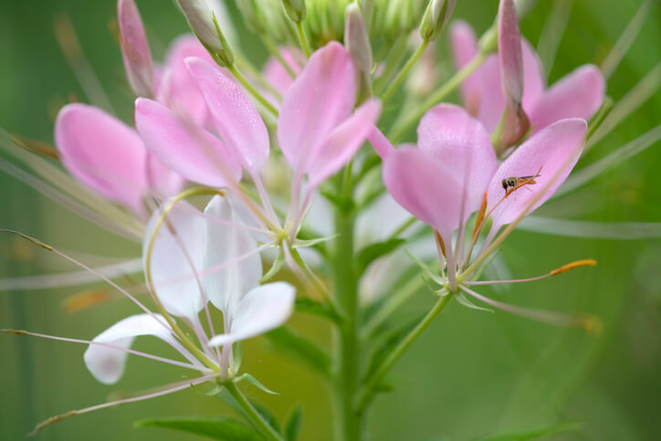 Die Samen der Spinnenblume