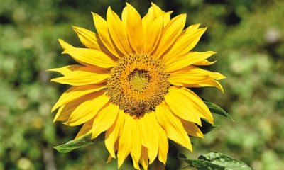Die Sonnenblume im Steckbrief