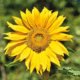 Die Sonnenblume im Steckbrief