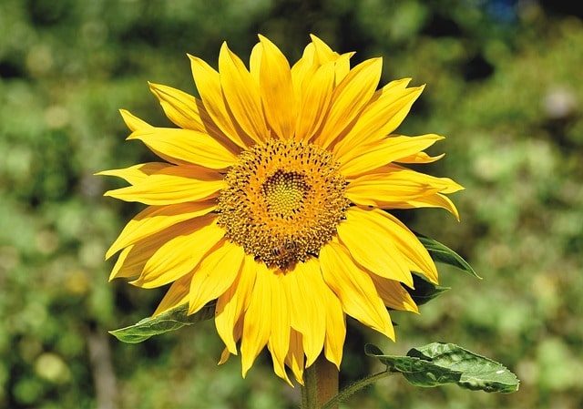 Die Sonnenblume im Steckbrief