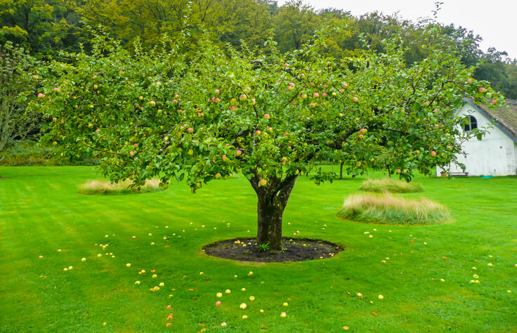 Die Unterscheidungsmerkmale von Äpfeln
