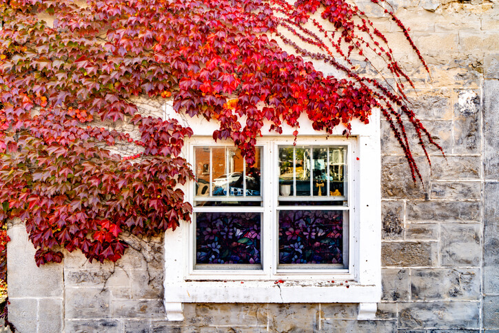 Die Vorteile einer Efeupflanze