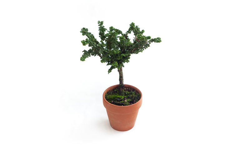 Die Zypresse zum Bonsai formen